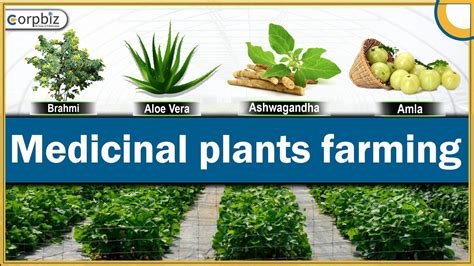 Medicinal Herbs Farming Business